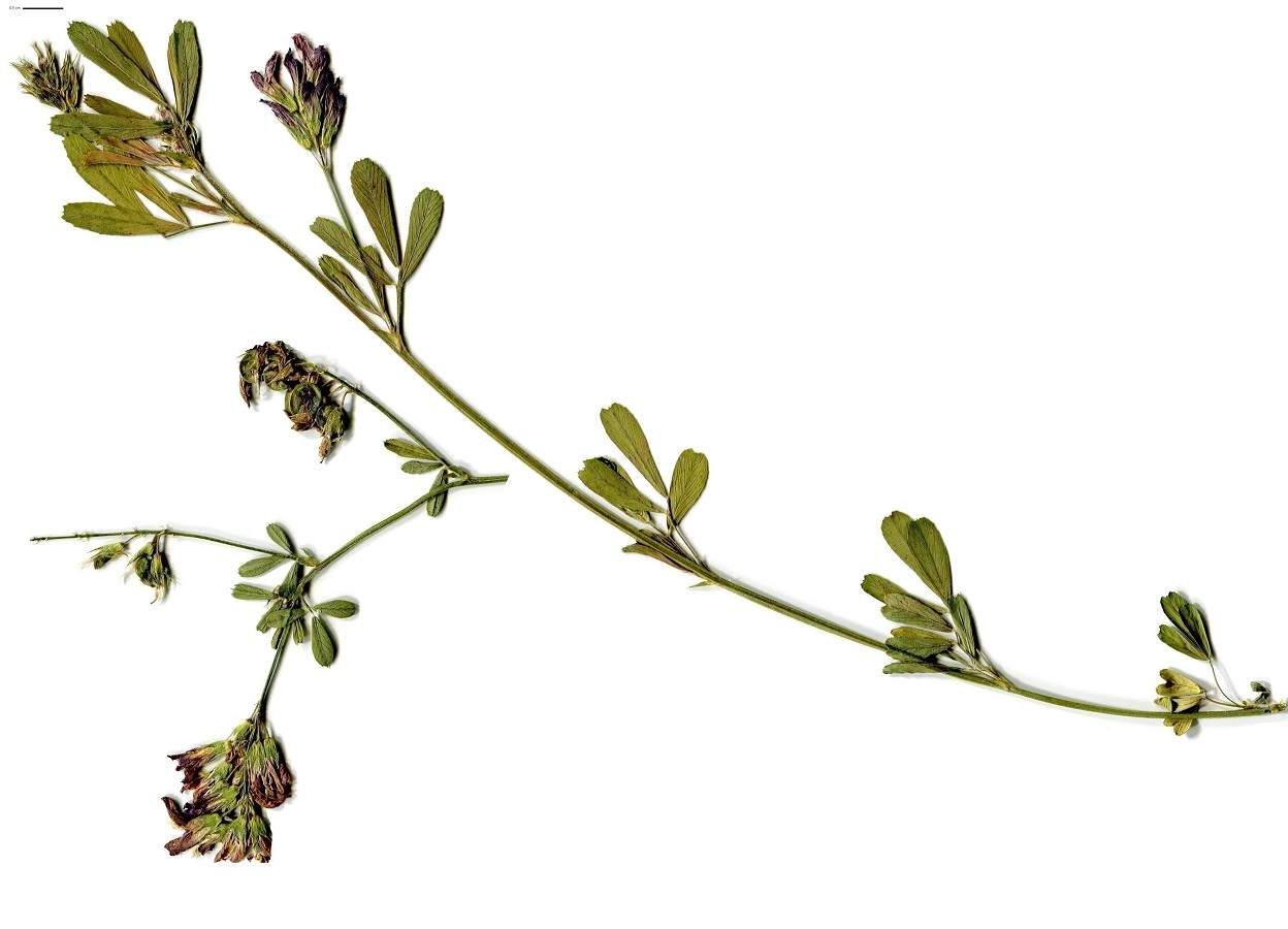 Medicago sativa subsp. sativa (Fabaceae)